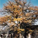 Památný dub u Pajkrova statku (cca 500 let) při cestě do údolí Svratky